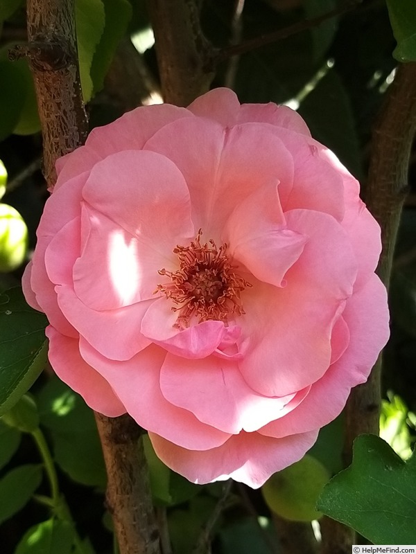 'Criterion' rose photo