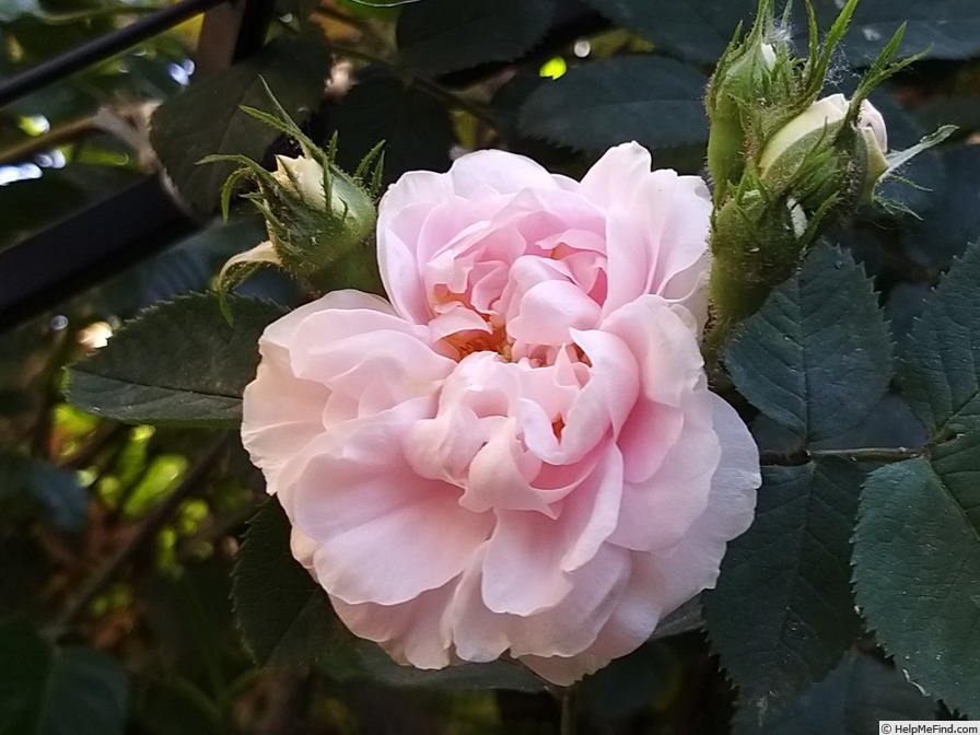 'Cuisse de Nymphe Émue' rose photo