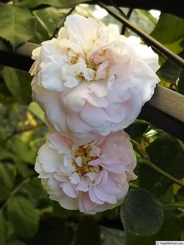 'Cuisse de Nymphe Émue' rose photo