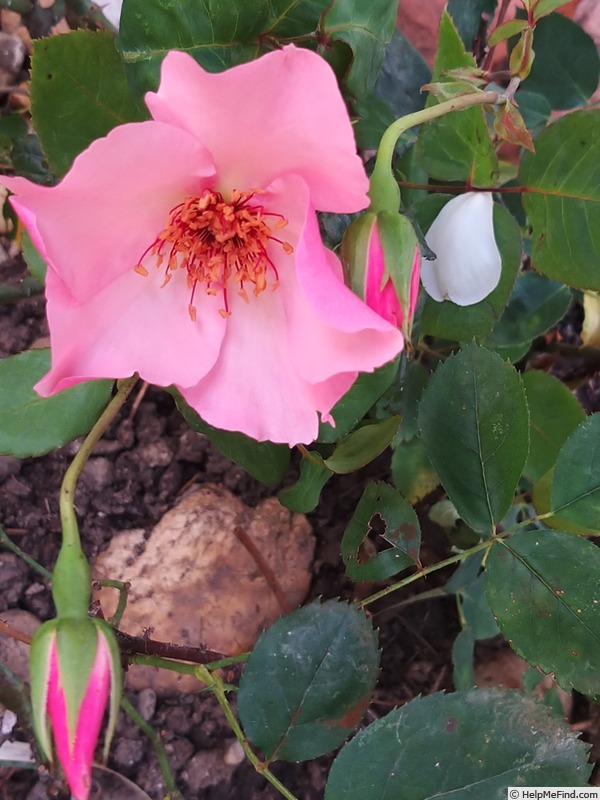'Dainty Bess' rose photo