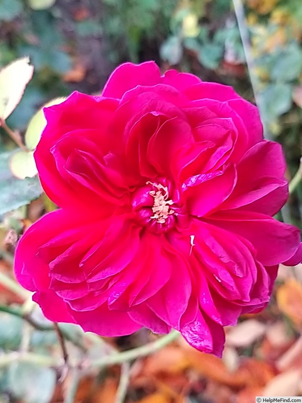 'Darcey Bussell' rose photo