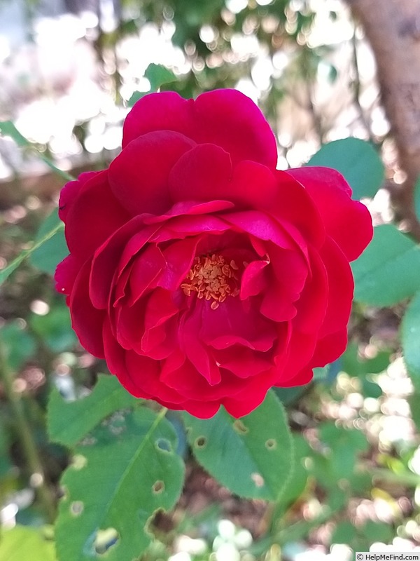 'Darcey Bussell' rose photo