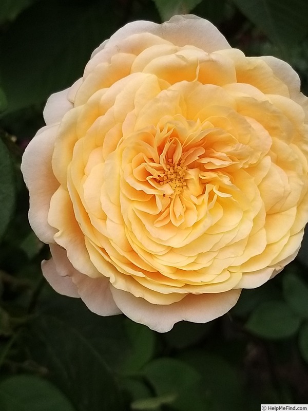 'Domaine de Chantilly®' rose photo