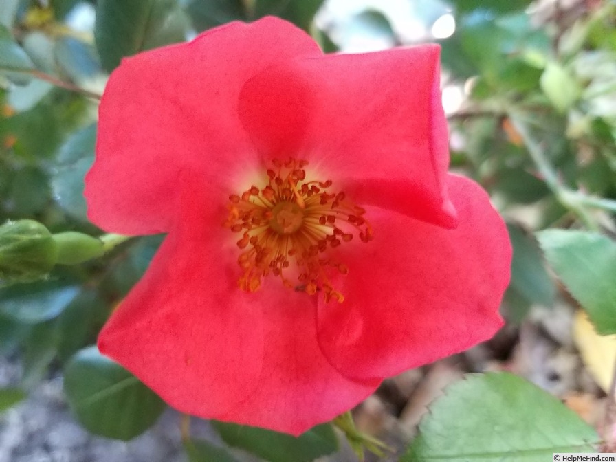 'Douceur Normande ®' rose photo