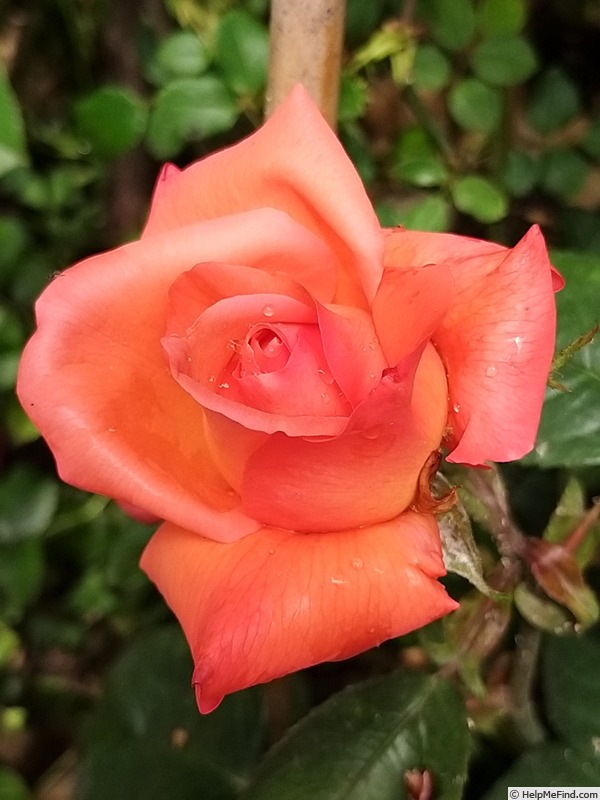 'Eclat de Haute Bretagne ®' rose photo