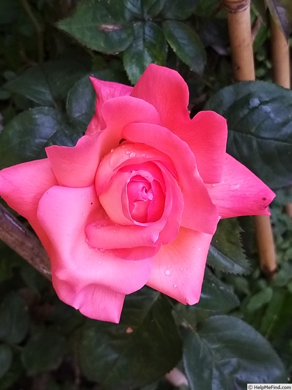 'Eclat de Haute Bretagne ®' rose photo