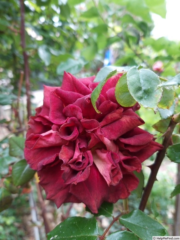 'Eddy Mitchell ®' rose photo