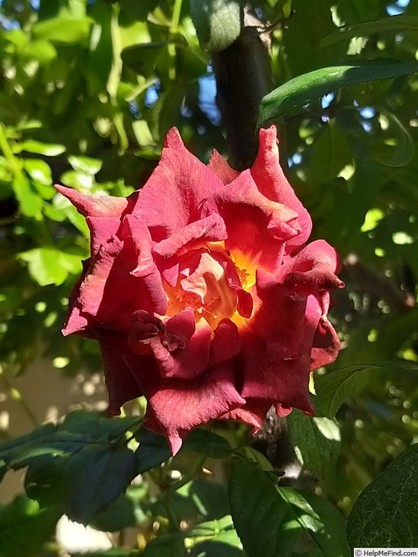 'Eddy Mitchell ®' rose photo