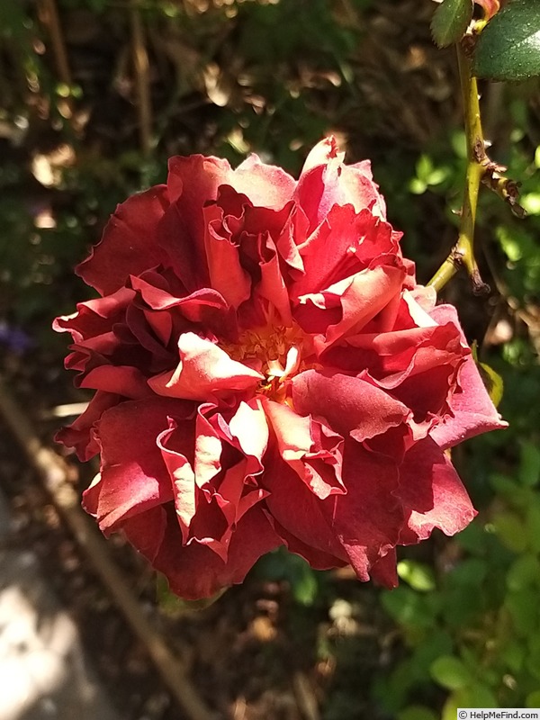 'Eddy Mitchell ®' rose photo