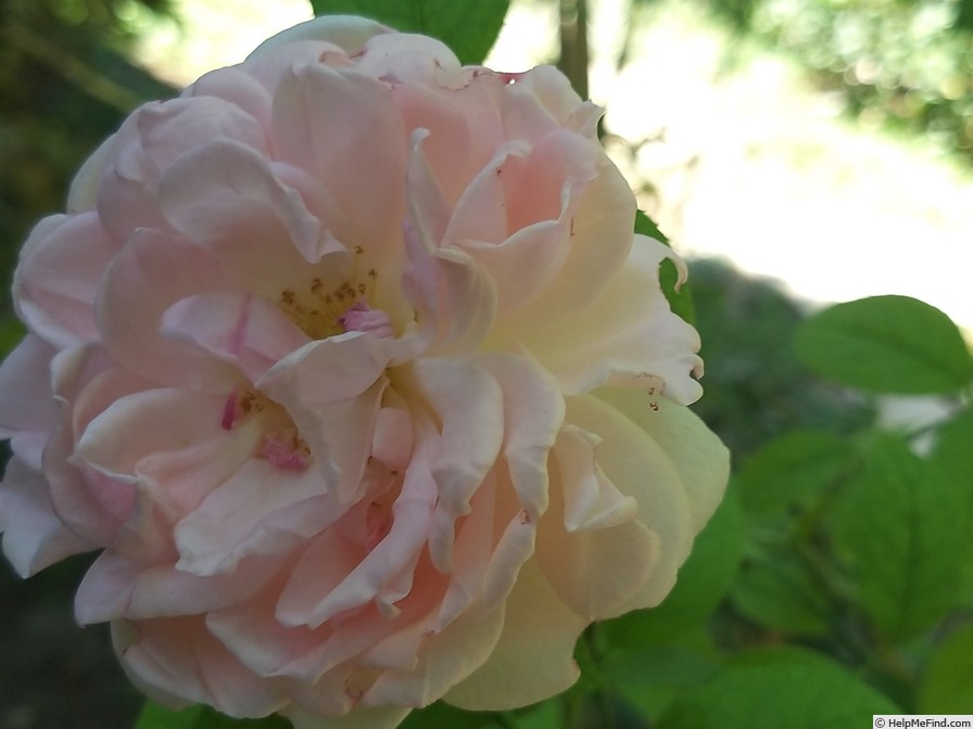 'Eglantyne Jebb' rose photo
