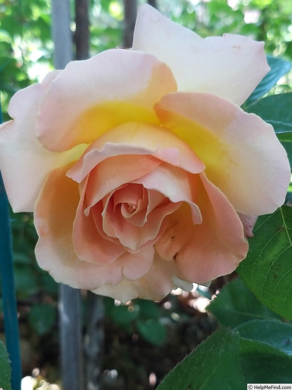 'Elle ® (hybrid tea, Mouchotte/Meilland 1999)' rose photo