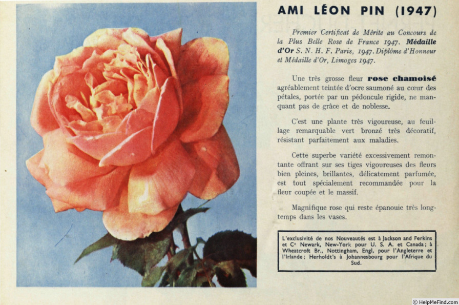 'Ami Léon Pin' rose, click to enlarge 'Ami Léon Pin' rose photo