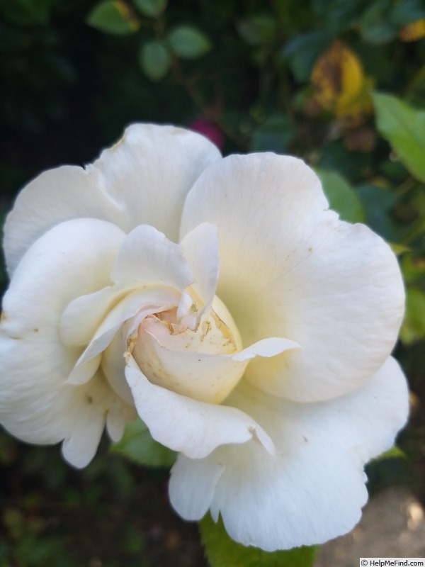 'Elvis ® (hybrid tea, Adam, 2004)' rose photo