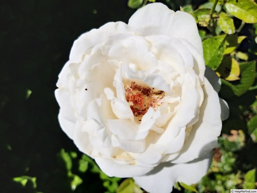 'Elvis ® (hybrid tea, Adam, 2004)' rose photo
