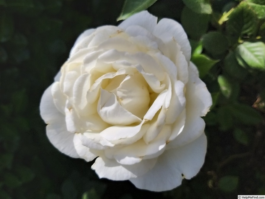 'Elvis ® (hybrid tea, Adam, 2004)' rose photo