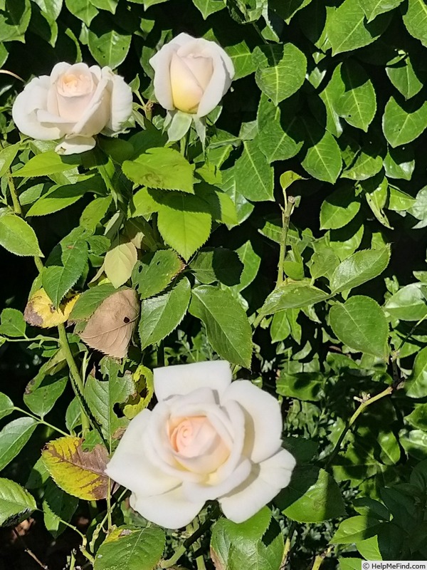 'Elvis ® (hybrid tea, Adam, 2004)' rose photo