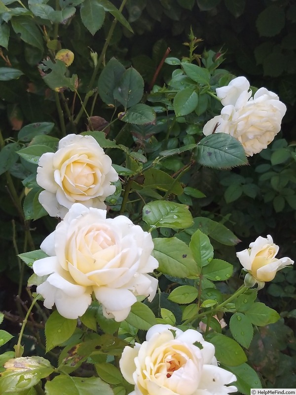 'Elvis ® (hybrid tea, Adam, 2004)' rose photo