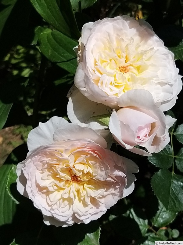 'Emily Brontë' rose, click to enlarge 'Emily Brontë' rose photo