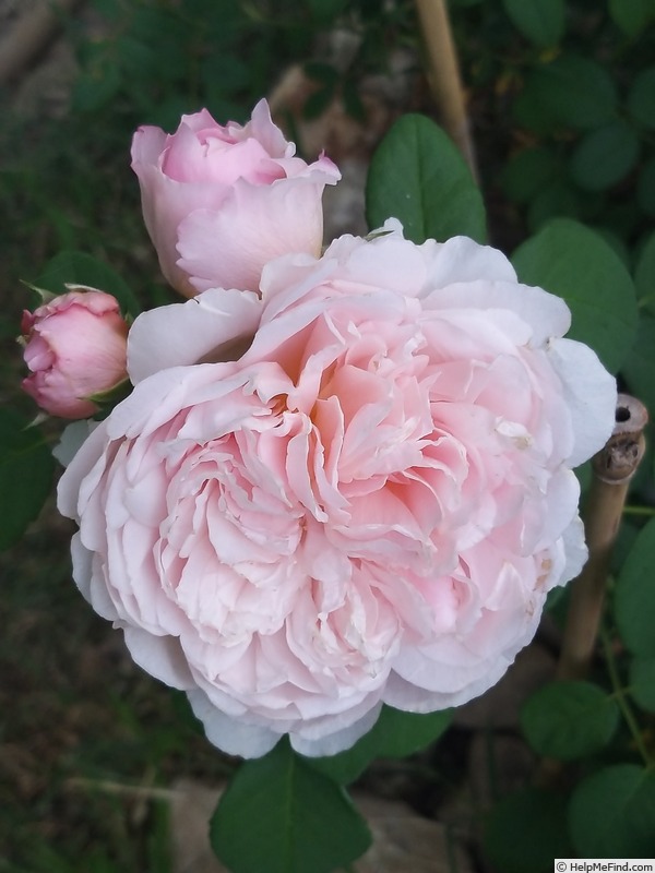 'Eustacia Vye ™' rose photo