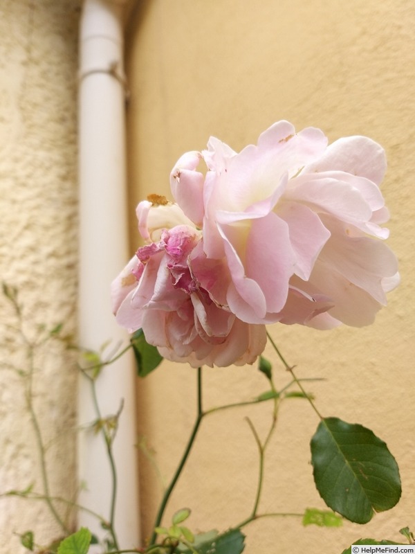 'Felicia (hybrid musk, Pemberton 1926)' rose, click to enlarge 'Felicia (hybrid musk, Pemberton 1926)' rose photo