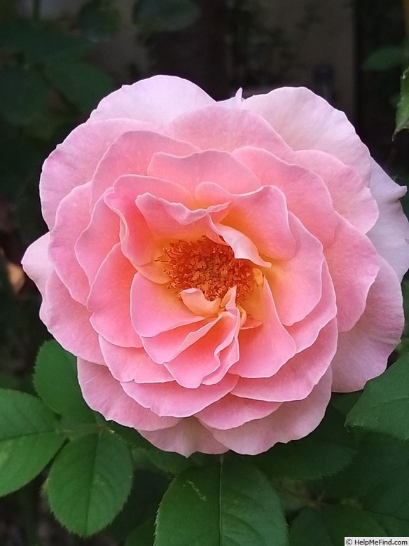 'Fiona Gelin ®' rose photo