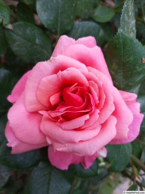 'Florence Arthaud' rose photo