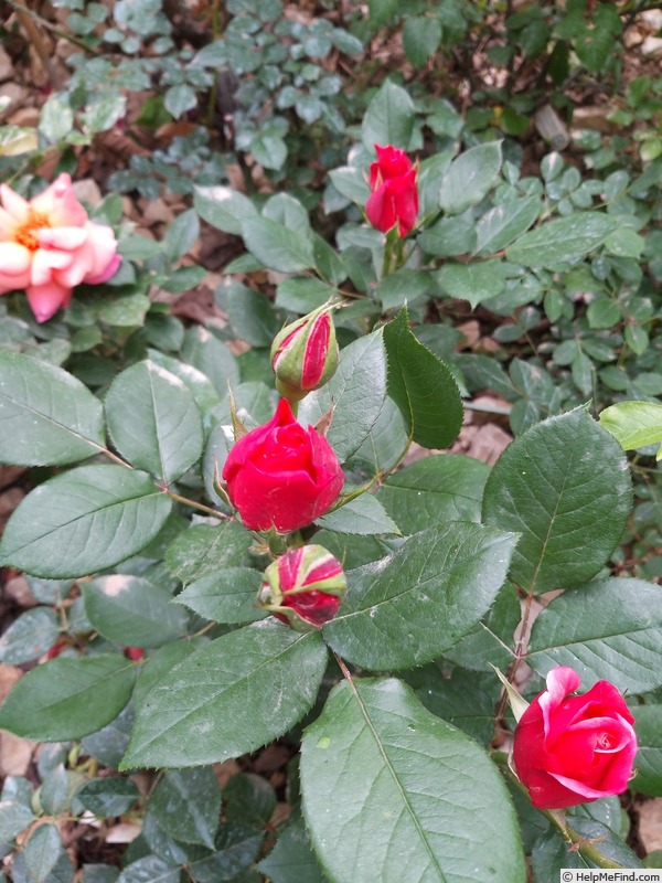 'Florence Arthaud' rose photo