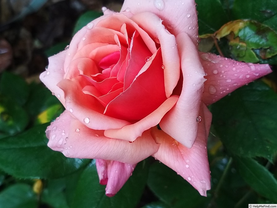 'Florence Arthaud' rose photo