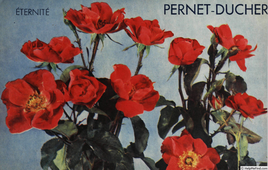 'Eternité (floribunda, Gaujard, 1947)' rose photo