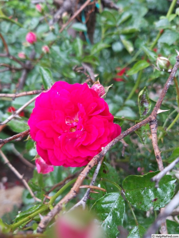 'Fête des Mères' rose photo