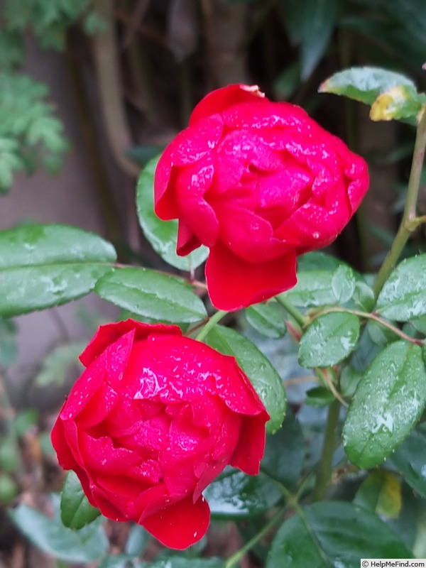 'Fête des Mères' rose photo