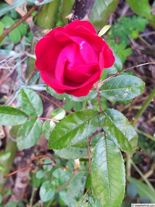 'Fête des Mères' rose photo