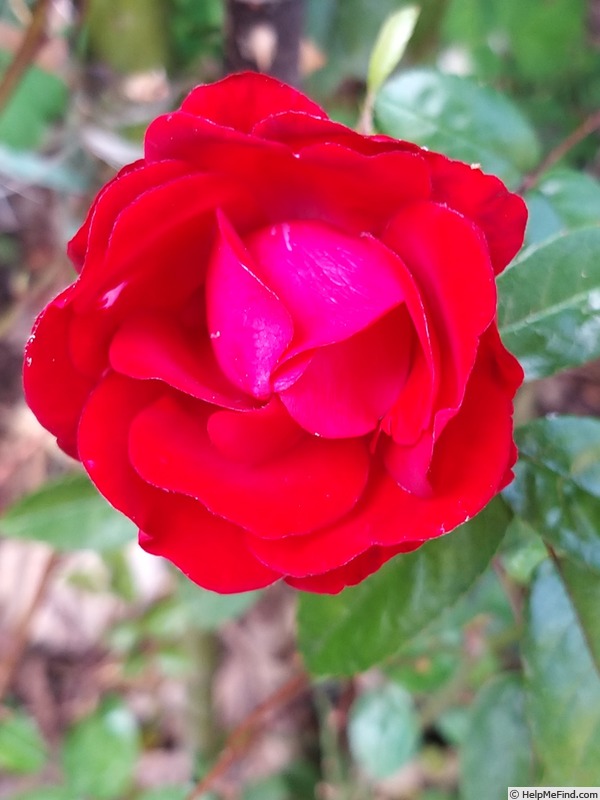 'Fête des Mères' rose photo