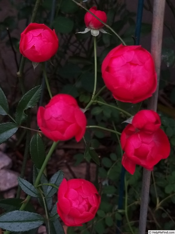 'Fête des Mères' rose photo