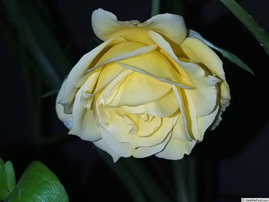 'Friesia (floribunda, Kordes 1973)' rose photo