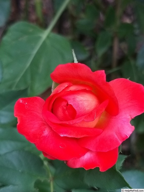 'Fruité ®' rose photo