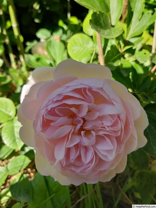 'Gentle Hermione' rose photo