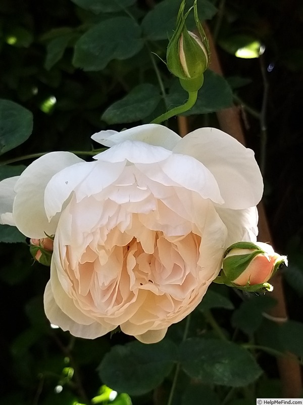 'Gentle Hermione' rose photo