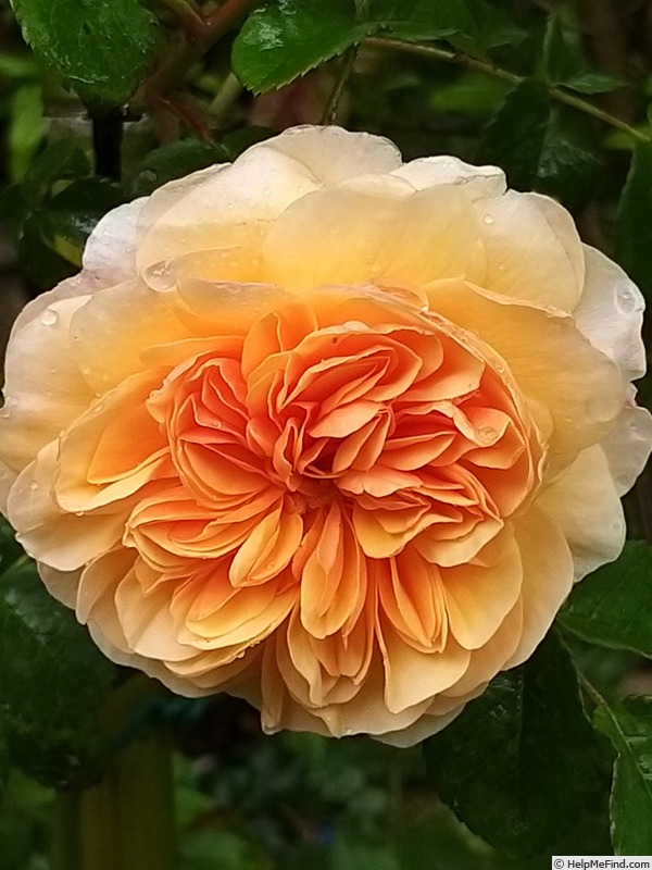 'Graham Thomas' rose, click to enlarge 'Graham Thomas' rose photo