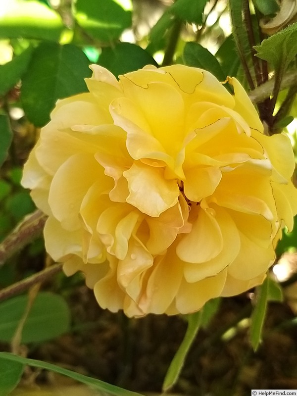 'Graham Thomas' rose photo