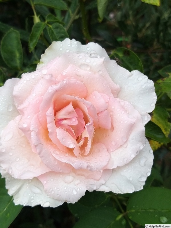 'Grand Siècle®' rose photo