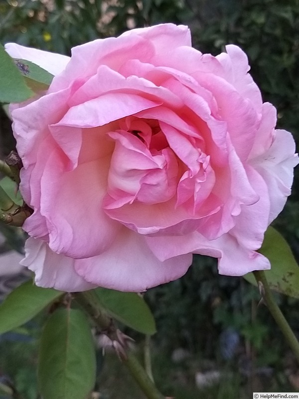 'Grand Siècle®' rose photo