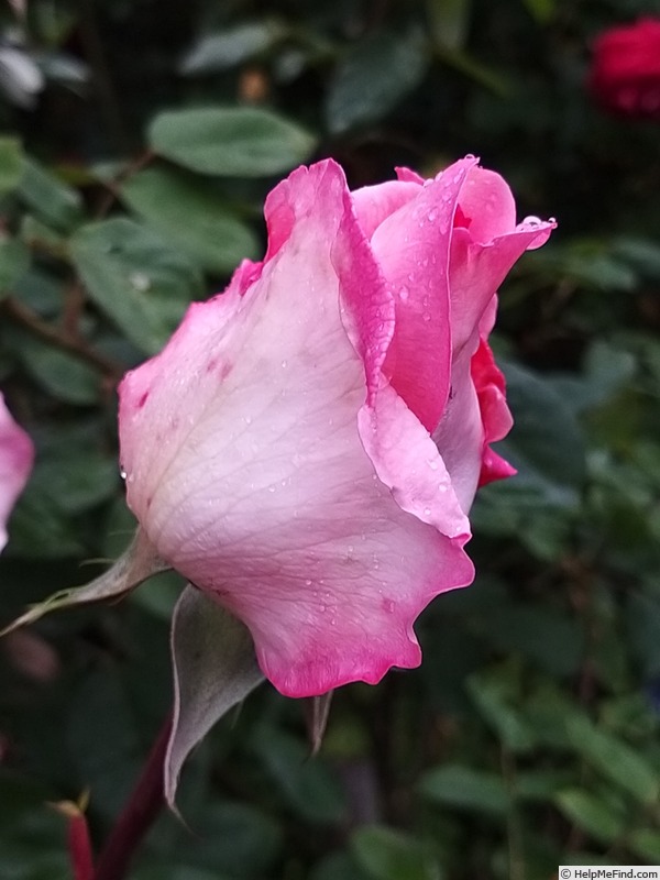 'Grand Siècle®' rose photo