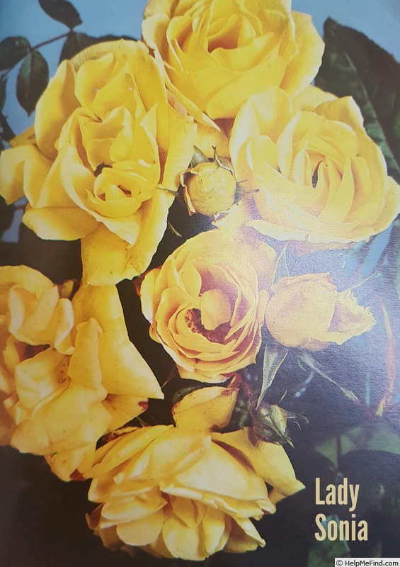 'Lady Sonia' rose photo