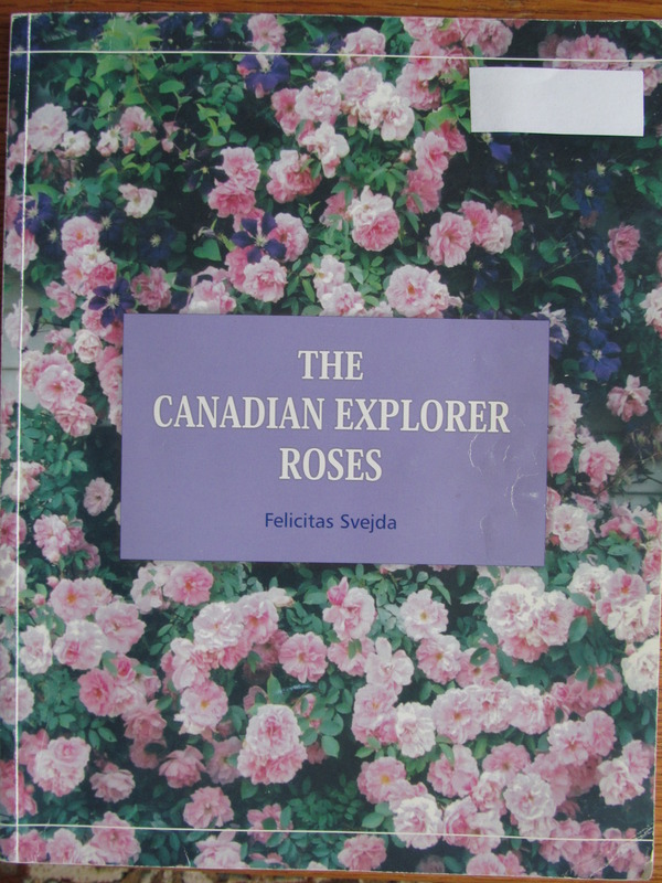 'The Canadian Explorer Roses'  photo