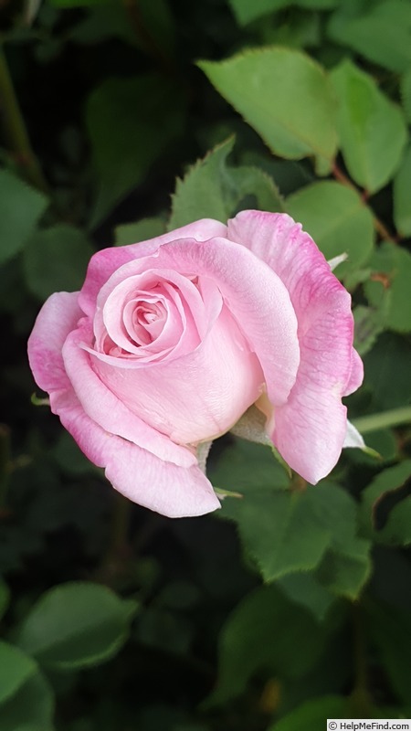 'Homère' rose photo