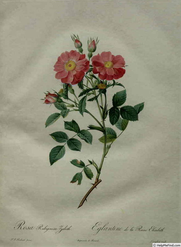 '<i>Rosa rubiginosa</i> 'Zabeth'' rose photo