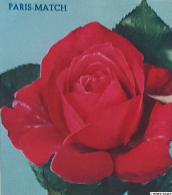'Paris-Match (hybrid tea, Meilland, 1956)' rose photo