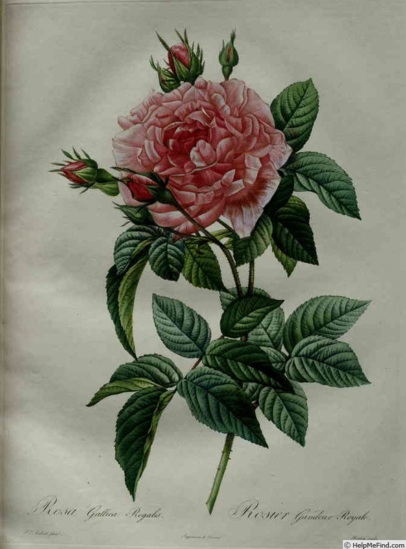 'Grandeur Royale' rose photo