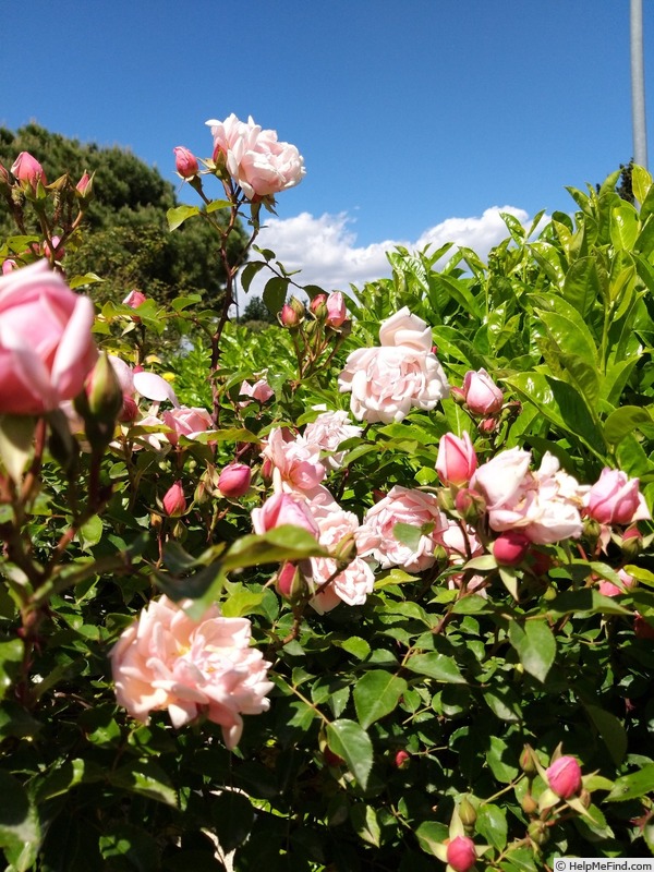 'Albertine (hybrid wichurana, Barbier 1921)' rose photo